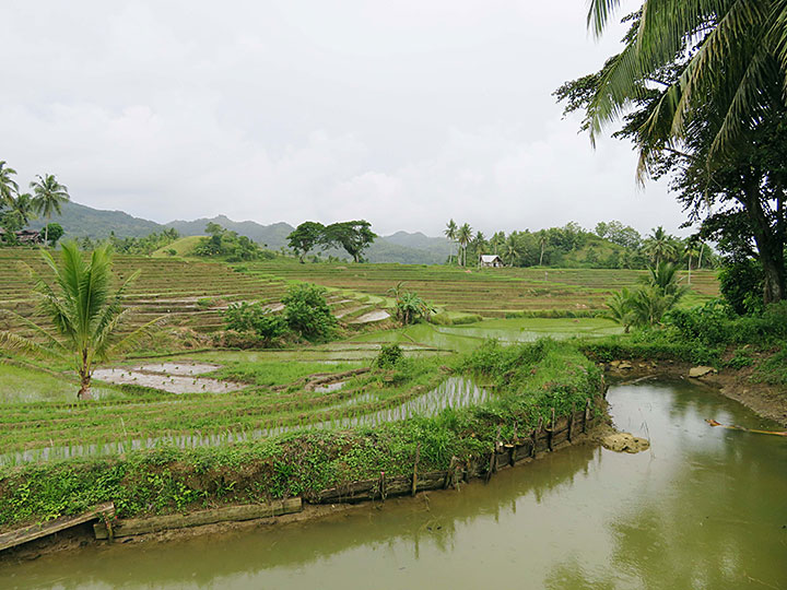 Cadapdapan Rice Terraces