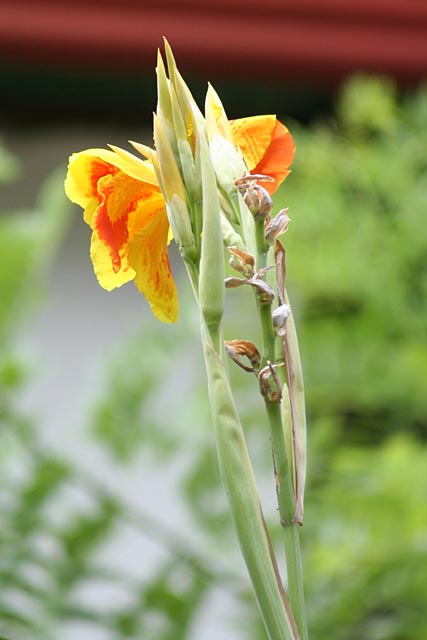 Canna flower