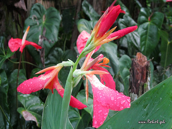 Canna Flower