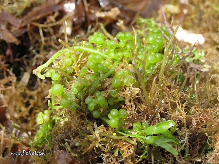 Lato Seaweeds