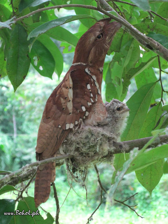 Philippine Frogmouth with chick