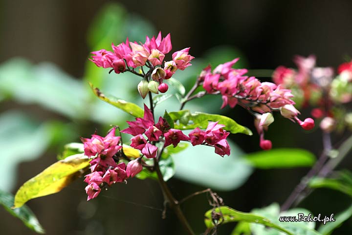 Clerodendrum  x Speciosum