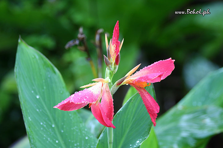 Canna Flower