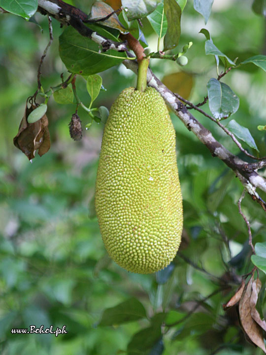 Jackfruit