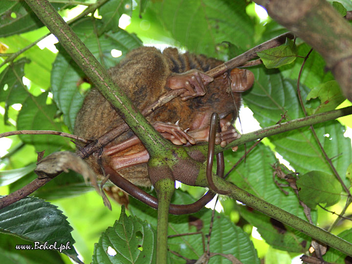 Philippine Tarsier