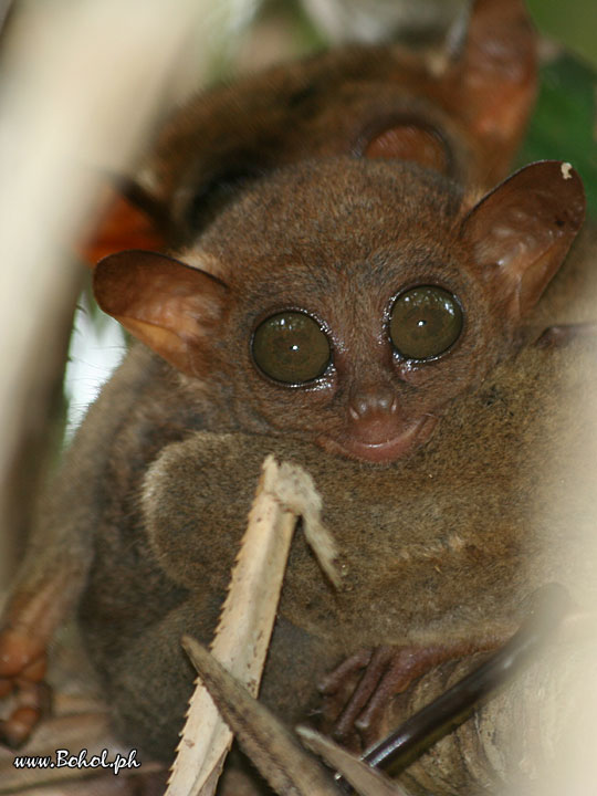 Philippine Tarsier with baby