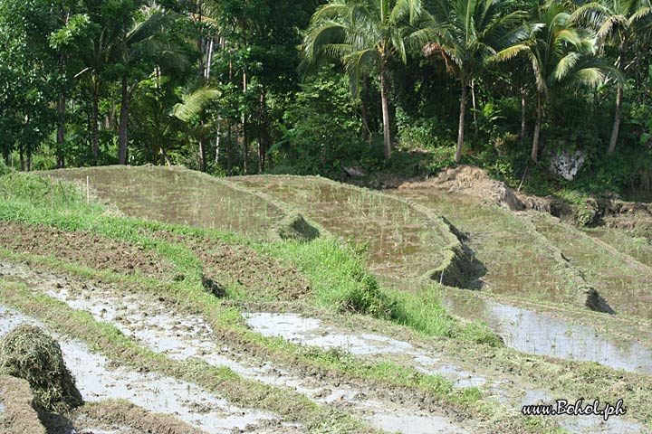 Rice Terraces