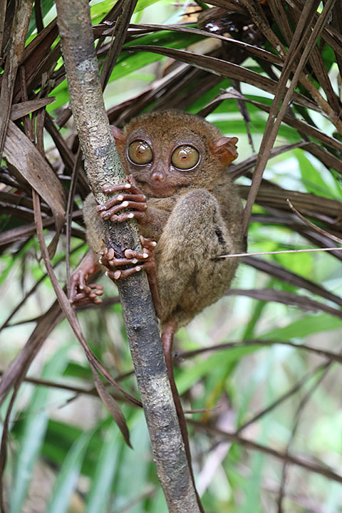 Philippine tarsier (Carlito syrichta)