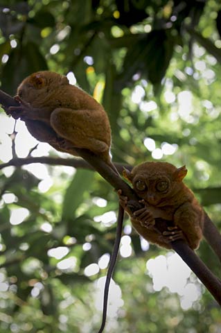 Philippine Tarsiers