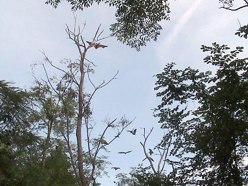 Huge Bats near Anda