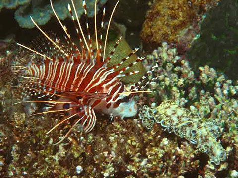 Spotfin lionfish