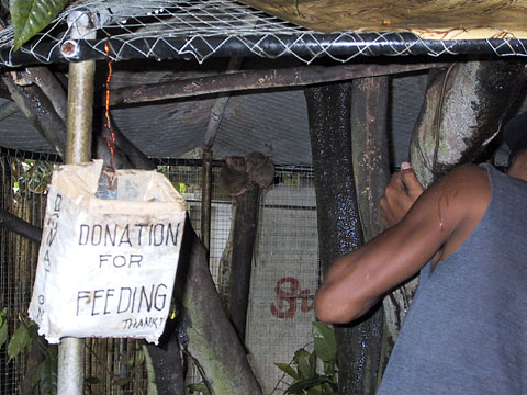 Philippine Tarsier in Cage